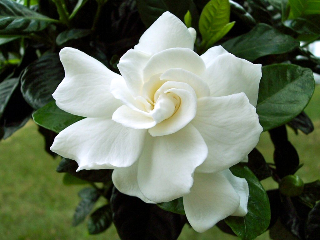 栀子花gardenias_2.jpg
