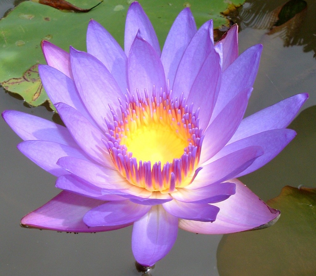 粉莲花lotus-flower-1024x892.jpg