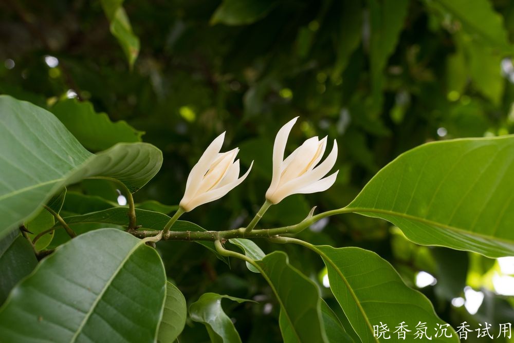 10001白兰花 (1).jpg